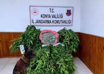 Ereğli’de şafak operasyonu: 35 kök kenevir ve 1,5 kilo esrar ele geçirildi