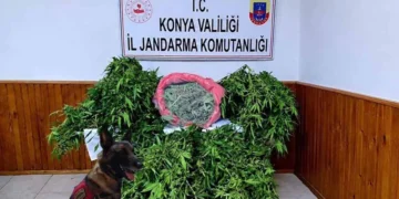 Ereğli’de şafak operasyonu: 35 kök kenevir ve 1,5 kilo esrar ele geçirildi