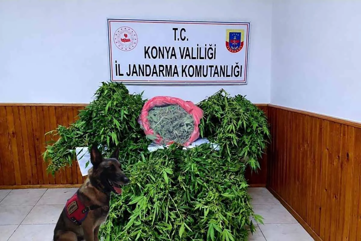 Ereğli’de şafak operasyonu: 35 kök kenevir ve 1,5 kilo esrar ele geçirildi
