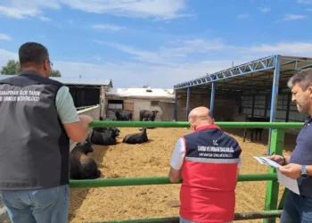İthal besilik sığırlara Karapınar’da yakın takip