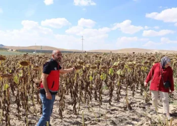 Karapınar’da ayçiçeği ve patateste hasat zamanı