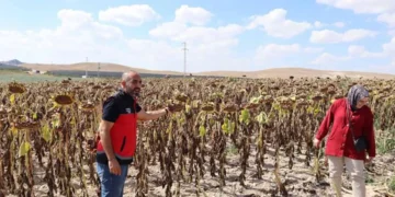 Karapınar’da ayçiçeği ve patateste hasat zamanı