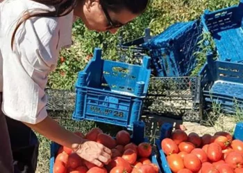 Karapınar’da domates tarlalarına saha denetimi yapıldı