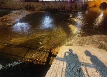 Bozkır’da Çarşamba Çayı’nın sürpriz misafiri: Su samuru görüntülendi