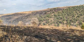 Konya’da orman yangını: Ekipler alevleri kontrol altına aldı