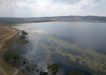 Kuraklığın ardından Ilgın Çavuşçu Gölü yeniden canlandı