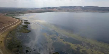 Kuraklığın ardından Ilgın Çavuşçu Gölü yeniden canlandı