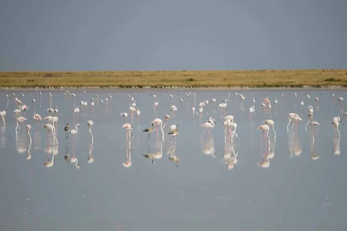 Fotoğraf. Yasin Can/ İHA