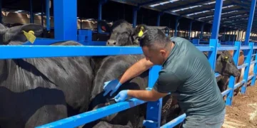 Beyşehir’de sonbahar dönemi şap aşılama çalışmaları başladı