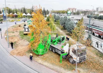 Konya’da tramvay güzergahındaki ağaçlar kökleriyle taşınıyor