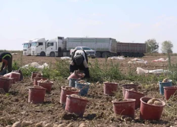 Konya, Türkiye’nin patates üretiminde üçüncü sırada