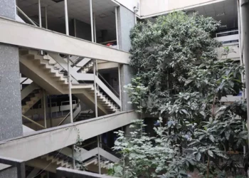 Konya’da 60 yıllık iş hanının ortasında şaşırtan manzara: Yeni dünya ve incir ağaçları