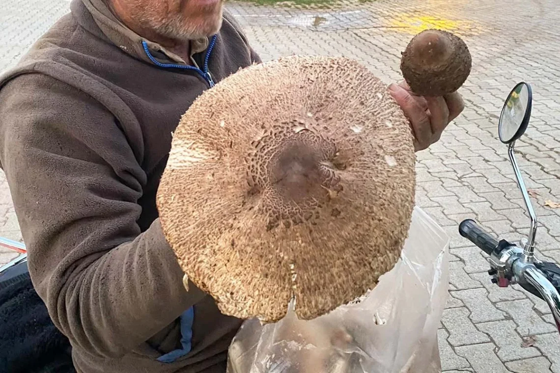 (Fotoğrafçı: Ali Rıza Önses / İhlas Haber Ajansı / İHA)