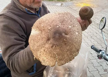 Beyşehir’de bulunan külah mantarı görenleri şaşırttı