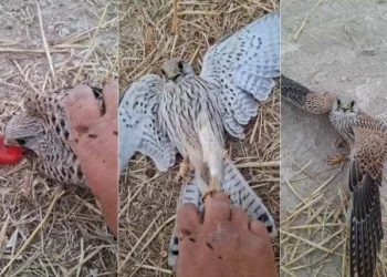Yavru kerkenezin imdadına Karapınarlı vatandaş yetişti